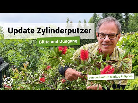 Video: Dünger Für Veilchen: Wie Füttert Man Veilchen Für Eine üppige Blüte Zu Hause? Kann Ich Sie Im Winter Mit Peters Dünger Füttern?