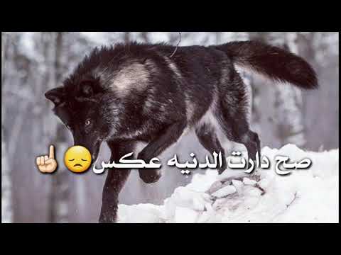 دارت الدنيا بلعكس وخانو الوفينالهم آبو الوفى