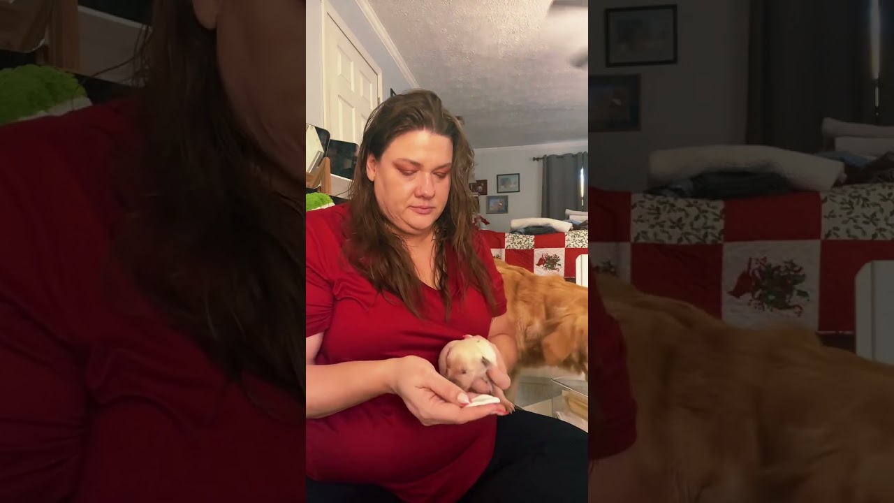 Early Neurological Stimulation & Early Scent Introduction