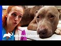 Dr Petra Cares For Dog Who Was Neglected After Leg Surgery | Dr. Jeff: Rocky Mountain Vet