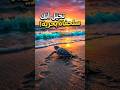 تخيل أنك سلحفاة بحرية بداية رحلة صعبة