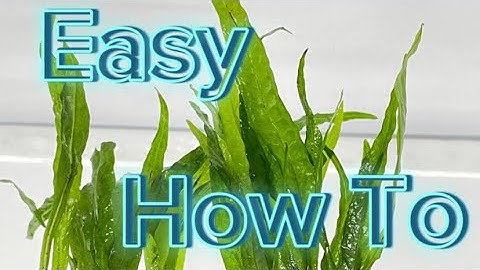 EASY How to Attach Java fern to rocks/wood￼