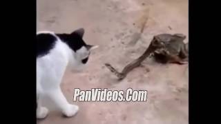 Serpiente peliando con un gato VS cara a cara