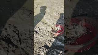 Download Lagu Amazing Fish Catch Suri #reels #fishing #fishingvideo MP3