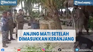 Viral Anjing Canon Mati Setelah Ditangkap Satpol PP, Fakta Sebenarnya @TRIBUNLAMPUNGNEWSVIDEO​