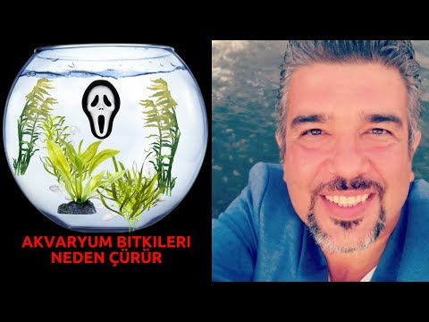 Video: Neden Tüm Bitkilerim Ölüyor – Yaygın Bitki Kökü Sorunlarını Giderme