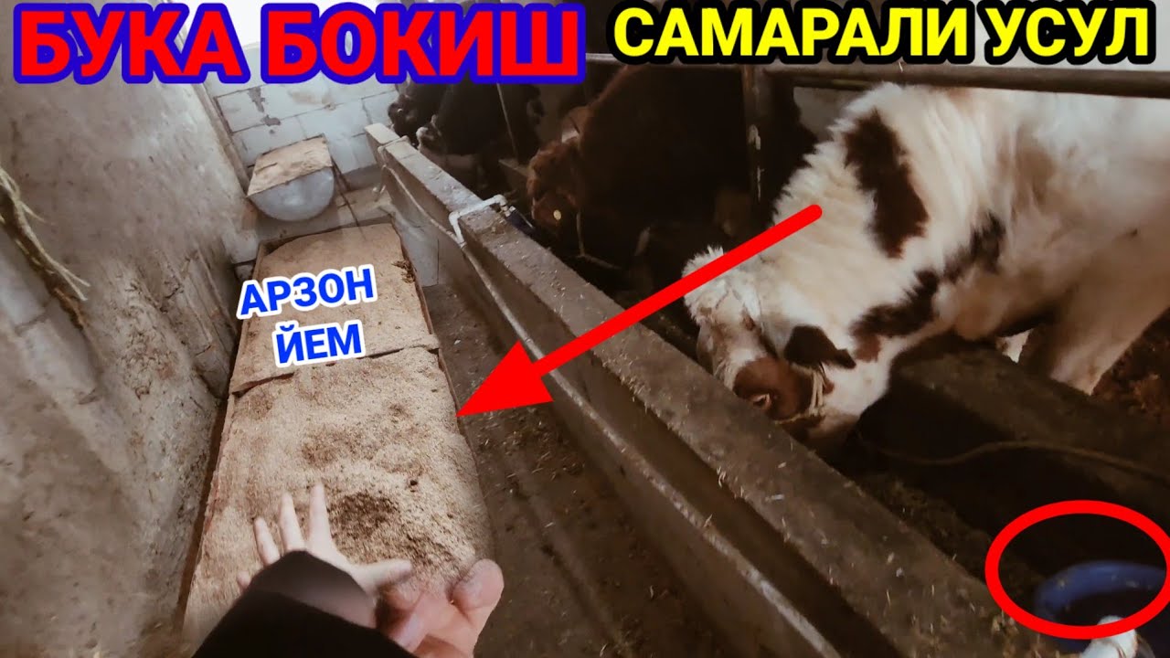 Qishda buqalanri qanday semirtirish kerak