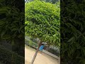 Chandni # tree#whatsappstatus