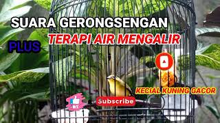 SUARA GERONSENGAN ⭕ TERAPI AIR MENGALIR @KecialKuningGacor