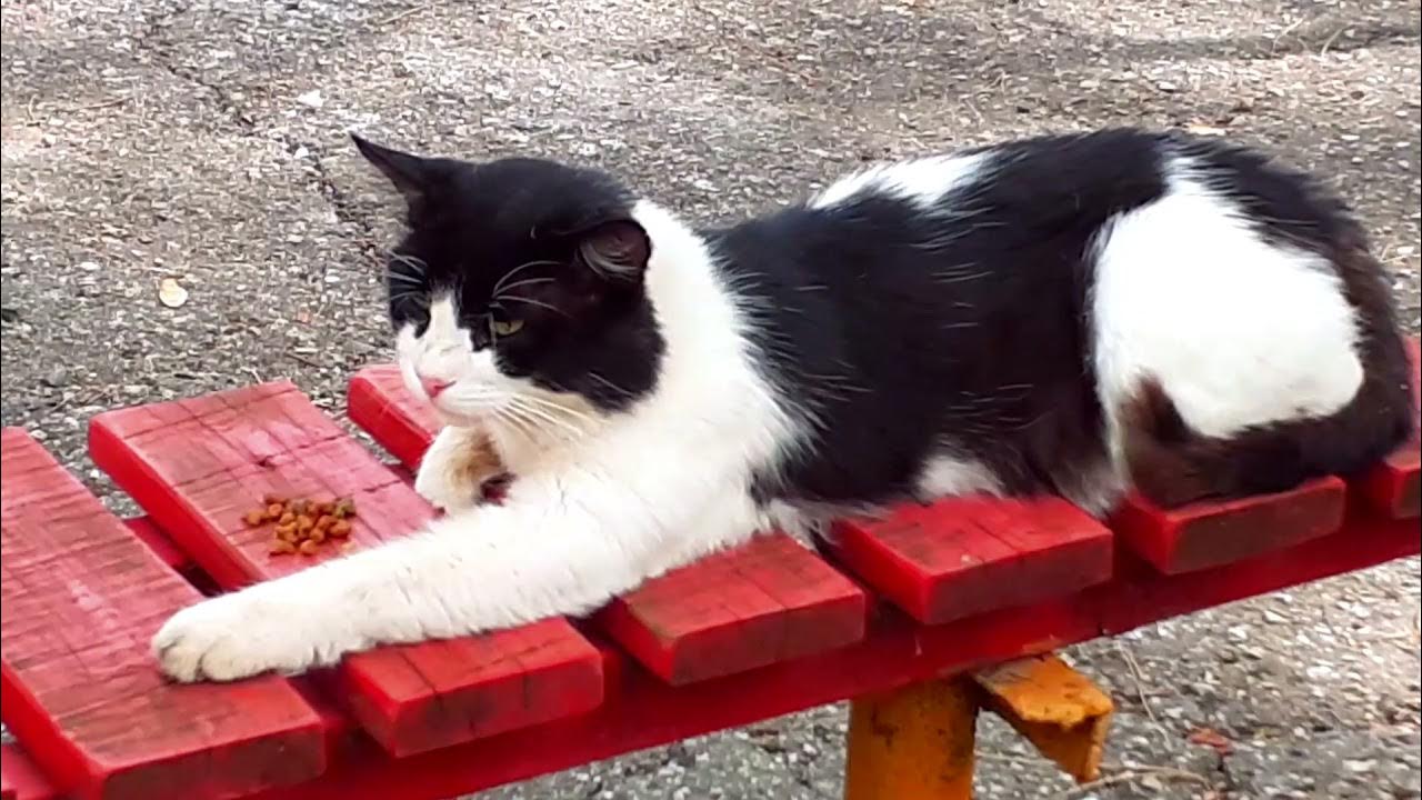 Кот дремот песня. Коты дремоты. кот дремот кот. кот дрёмот миленький. кот дремот милый.