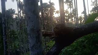 Teksragre-Dalni Apal Songo Gue Siani.....