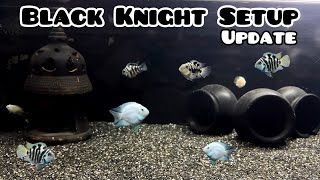 My Black Knight Aquarium Setup & Polar Parrot Fish Update - Imran's World