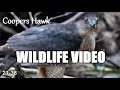 Appalachia Wildlife video 21-38 of Trail Cameras in the Foothills of the Smoky Mountains