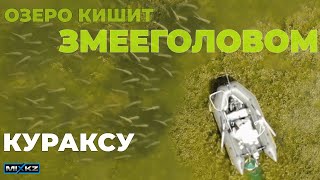 видео: ЖОР ЗМЕЕГОЛОВА, лучшая рыбалка, озеро кишит змееголовом, атаки змееголова. Кураксу картинка: ЖОР ЗМЕЕГОЛОВА, лучшая рыбалка, озеро кишит змееголовом, атаки змееголова. Кураксу
