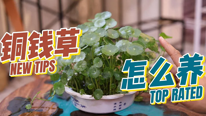 銅錢草怎麼養？園藝師教你，銅錢草的詳細養護技巧 - 天天要聞