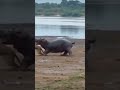 Lion tries to hunt a Hippo... and regrets it! #animals #wildlife