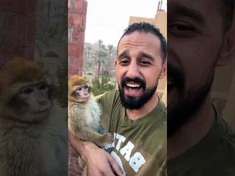 اخره انبساط حيوانات ابو اسيا