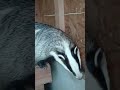 Лушка помпушка вышла из спячки