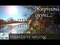 Рибалка на річці Західний Буг  2018р  Жирнючі окуні...(Рибалка на Західній Україні)