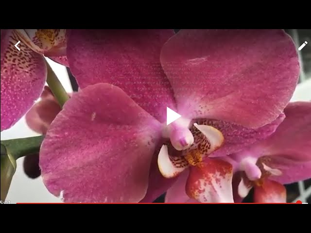 Maria's Orchids: I Don't Like Sphagnum Moss