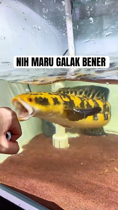 IKAN CHANNA MARU YS KUNING GALAK BENER #channa #ikan #maru #maruys #beranda #snakehead