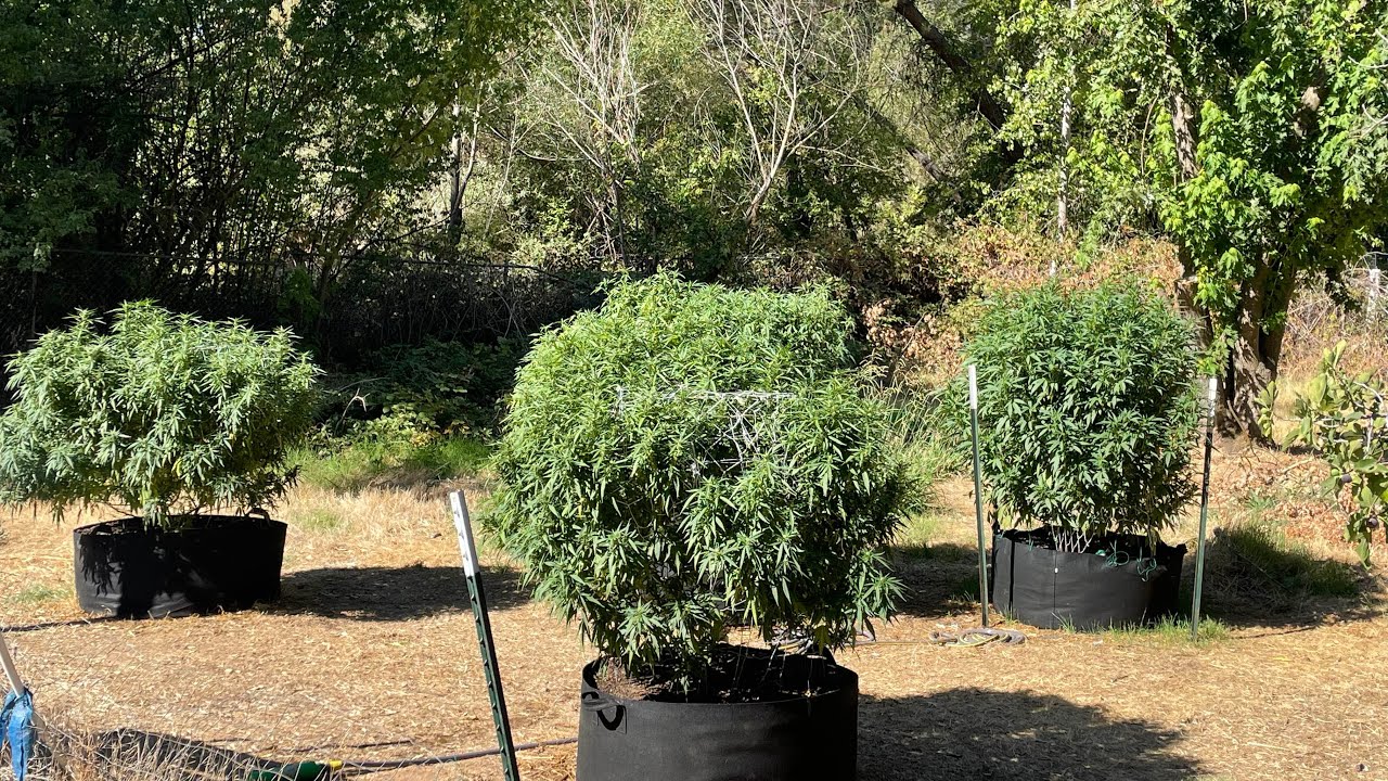 2022 outdoor grow update!