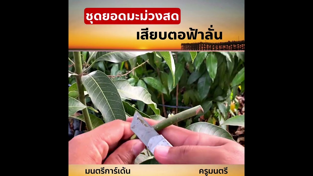 เสียบยอดมะม่วง ตอฟ้าลั่น