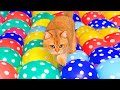 Can Kittens Walk On Giant Water Balloons? | Compilation