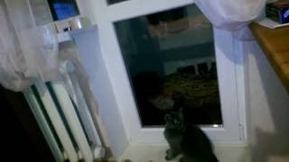 Британская кошка и балкон (летающая кошка) - British cat (flying cat) Британская кошка и балкон (летающая кошка) - British cat (flying cat)