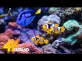 The Colors of the Ocean 4K VIDEO ULTRA HD - The Best 4K Sea Animals for Relaxation & Relaxing Music