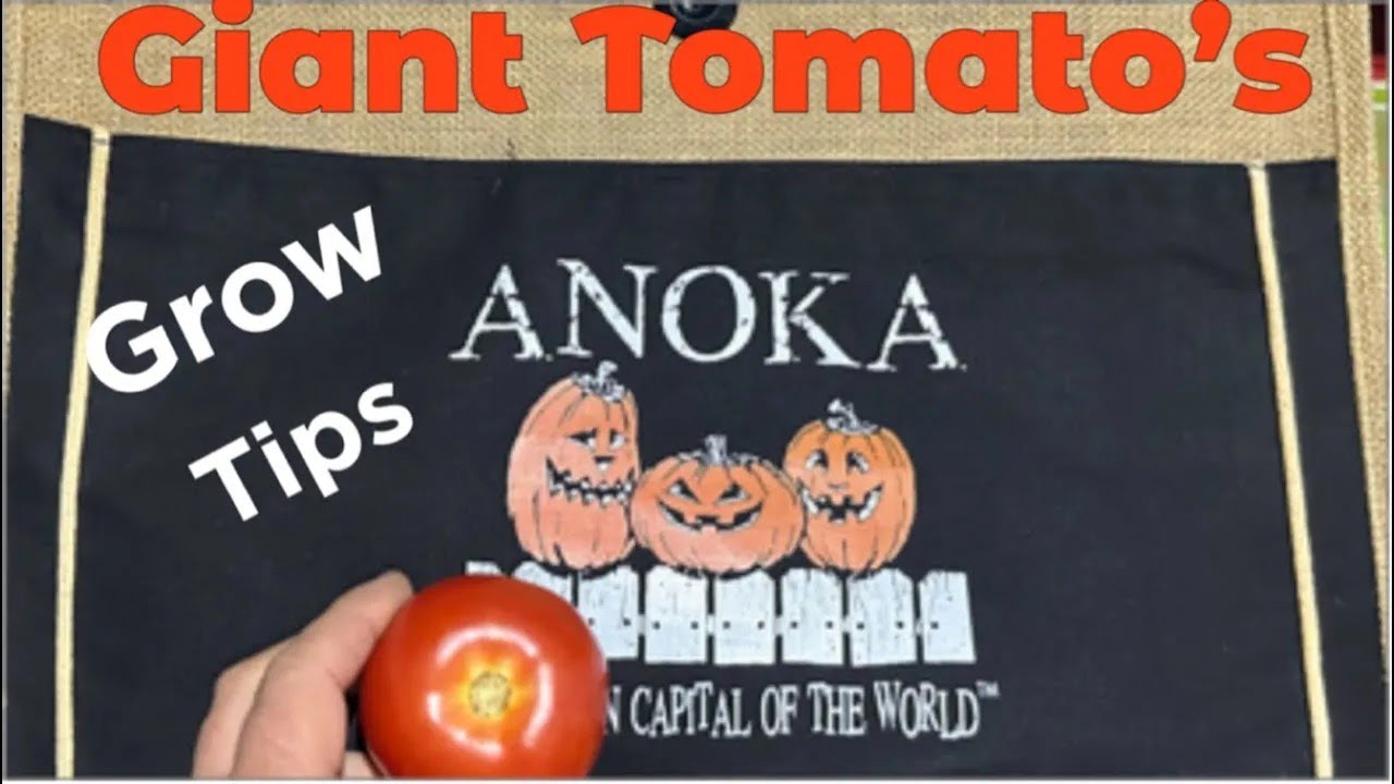 Giant Tomato 🍅 Get it down with Chris Brown Michigan seminar 2024