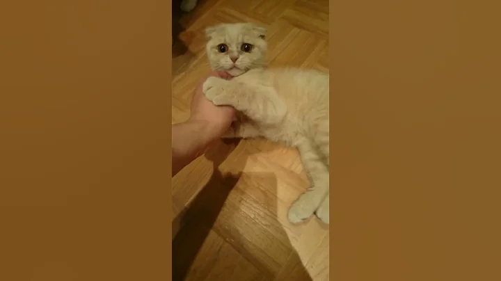 Watch the video about Pumpkin's Munchkin Folds Cattery