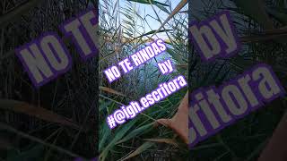 No te rindas by #@igh.escritora