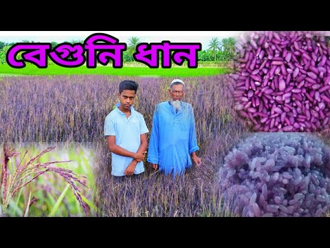 ভিডিও: বেগুনি বেগুনি কোথায়?