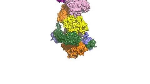 Mechanism and Function of Formins in the Control of Actin Assembly Supplemental Video