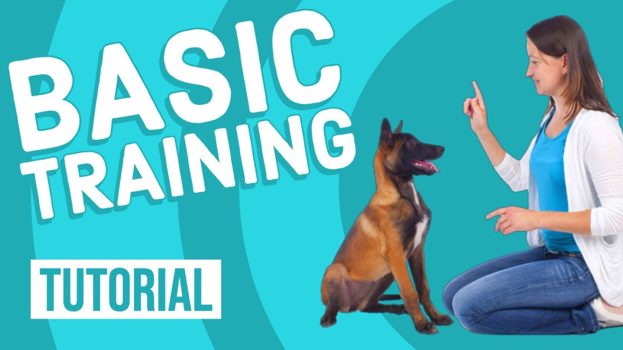 Basic Training for Puppies YouTube