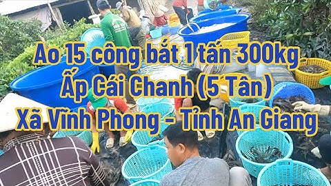 Ao 15 công bắt 1300kg tôm càng xanh lúc 3h sáng - Ấp Cái Chanh - Xã Vĩnh Phong - Tỉnh An Giag(5 Tân)