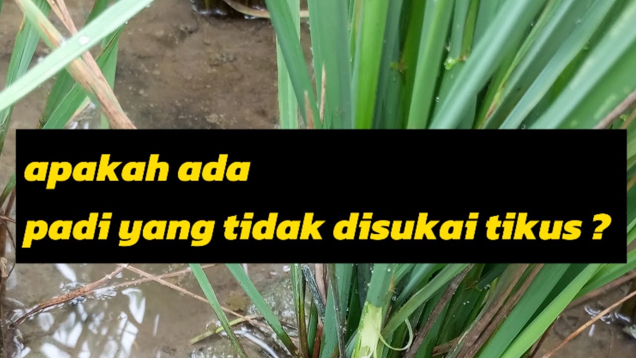 PADI ANTI TIKUS