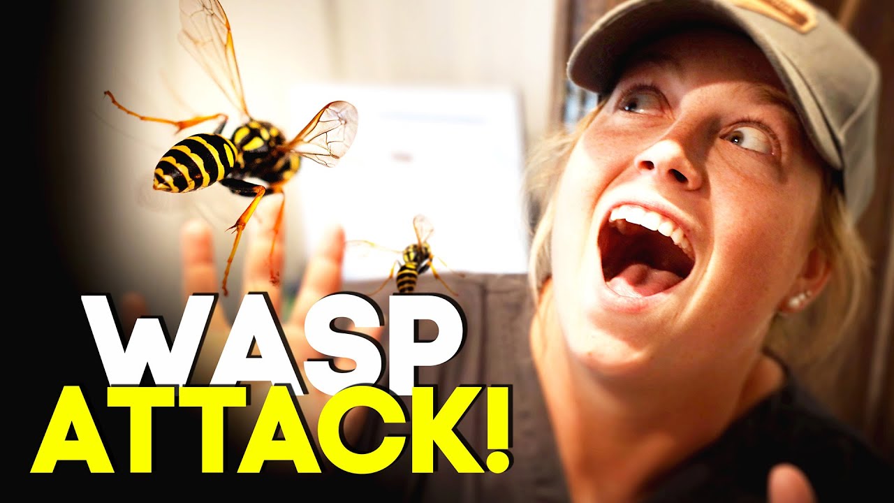 Wasp Attack - Horse Shelter Heroes S3E17