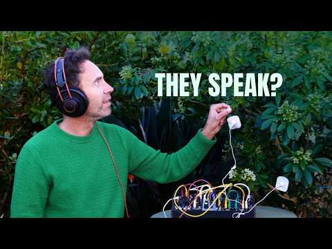 The Secret Sounds of Plants: Mexican Orange Blossom 🌿