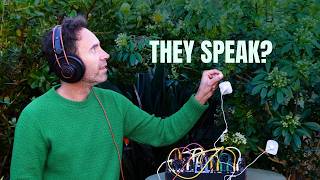 The Secret Sounds of Plants: Mexican Orange Blossom 🌿 Plants Mexican
