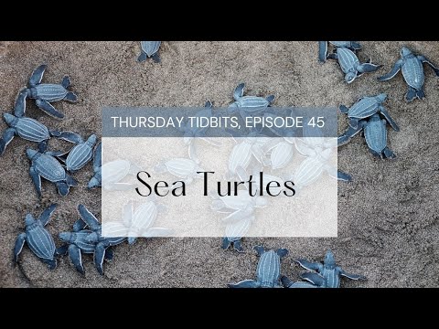 Sea Turtles | Thursday Tidbits, Episode 45