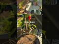 End May Balcony Garden quick Update #balconygarden #containergarden