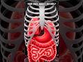 Watermelon Body digestion animation #science #health #facts