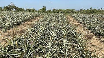 Một số vấn đề cần lưu ý trước khi tiến hành trồng cây dứa (thơm)