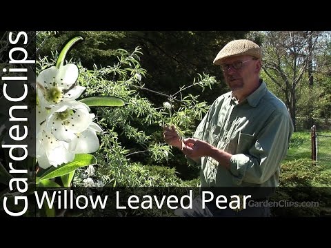 Video: Willow Pear