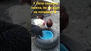 #shortvideo #subscribe #shortsvideo #рекомендации #animals #топ