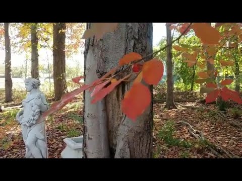 The Tupelo tree: Beautiful fall color and wildlife value