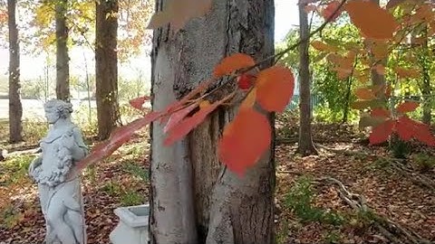 The Tupelo tree: Beautiful fall color and wildlife value