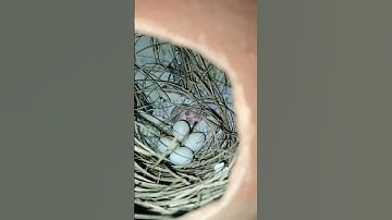 Java Birds Eggs 😍  #shorts #youtubeshorts #vlog